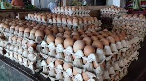 Keuntungan Bisnis Rak Telur